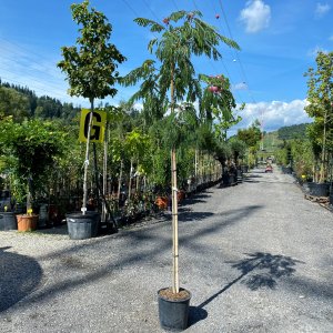 Albízia ružová (Albizia Julibrissin) ´OMBRELLA´ - výška 220-250 cm, obvod kmeňa: 6/8 cm, kont. C18L